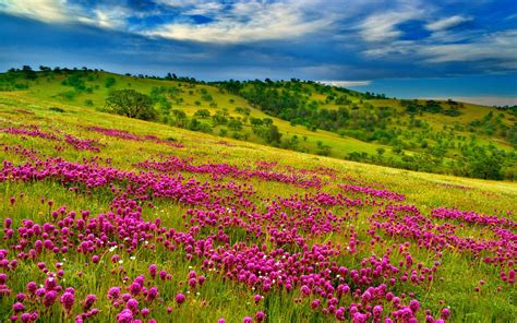 Nature Summer Meadow Landscape With Violet Flowers Forest