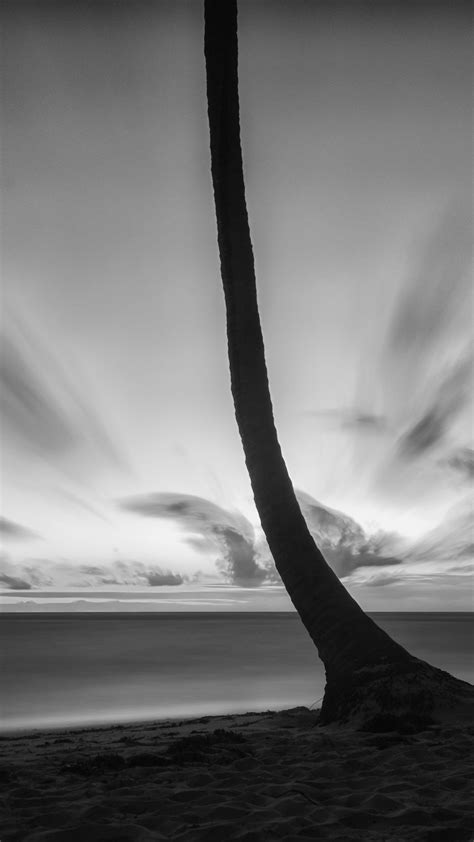 Download Wallpaper 938x1668 Palm Tree Beach Sea Horizon Dark Iphone