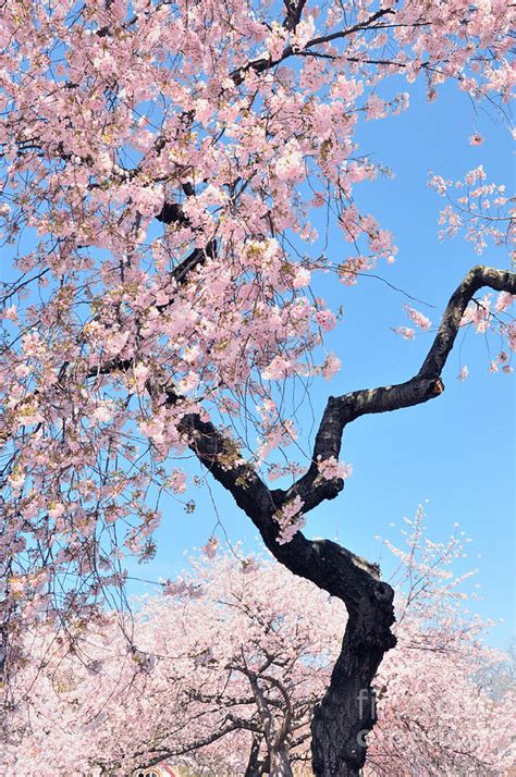 Cherry Blossom Trilogy Ii Photograph By Regina Geoghan Fine Art America