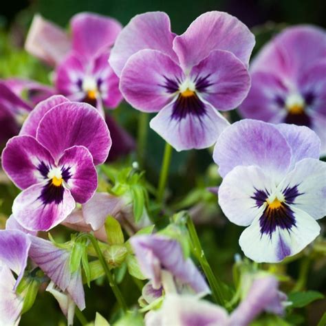 Maybe you would like to learn more about one of these? How to: use edible flowers