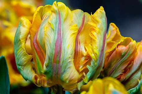 How To Grow And Care For Parrot Tulips In The Spring Garden