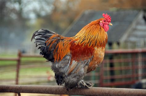 Blue Partridge Cochin Rooster Ark Country Store