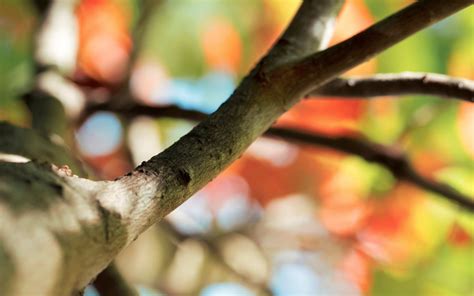 Macro Macro Background Wood Tree Bokeh Branch Blur