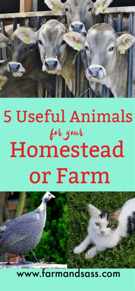 5 Useful Animals For Your Homestead Or Farm Homesteading Animals
