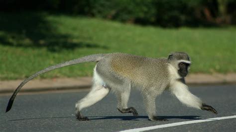 Street Monkeys - National Geographic Channel - India