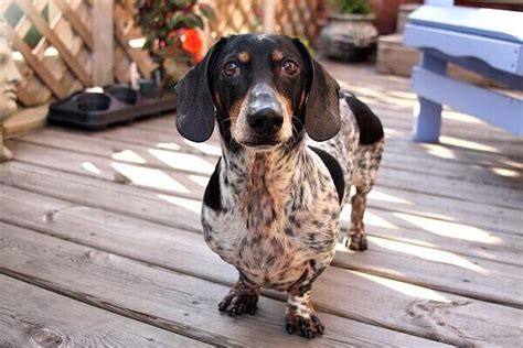 All of our puppies are well bred with top champion lines, reasonably priced, raised in our home and receive the best of care. piebald | pets | Pinterest | Dachshund mix, Dachshunds and ...