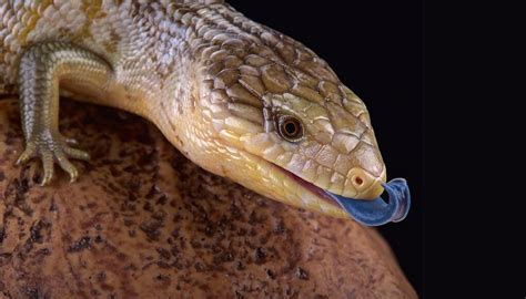 Blue Tongued Skink Care Sheet Reptiles Cove