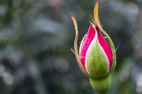 Close Up Pink Rose Bud In Nature Stock Image Image Of White Flora