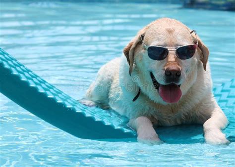 Beautiful Unique Golden Retriever Labrador Dog Relaxing At The Pool In
