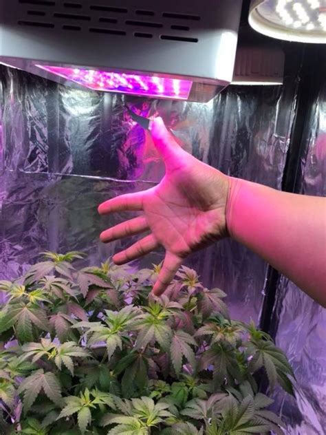 The flowering led grow light bulb from abi delivers this. LED Grow Light Distance Chart: How Far Should Led Grow ...