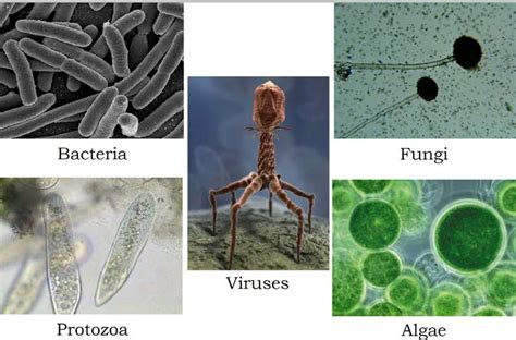 Some Examples Of Micro Organisms Download Scientific Diagram