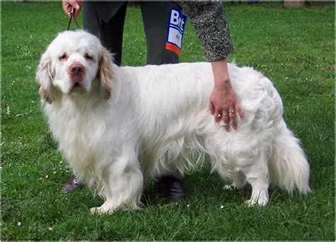Check spelling or type a new query. Clumber Spaniel - Puppies, Rescue, Breeders, Pictures ...