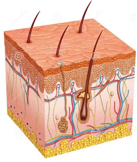 Sistema Tegumentar Layers Of Skin Skin Anatomy Microdermabrasion