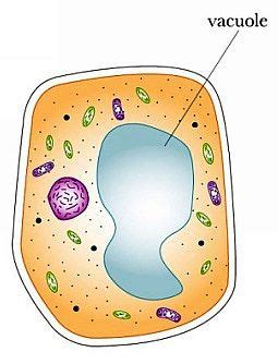 Vacuoles ensure the normal functioning of the cell and carry out a number of useful job functions Vacuole | Animal cell, Cell parts, Cells project