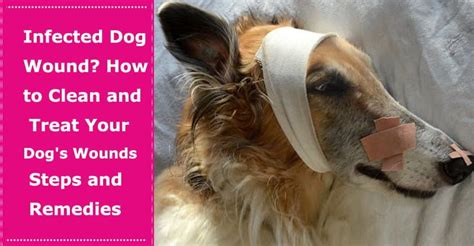 How To Care For Dog Wound How To Care Info