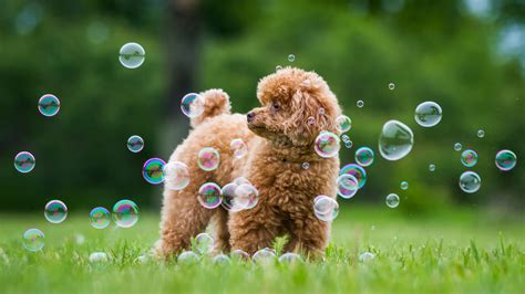 Dog With Bubbles Hd Wallpaper
