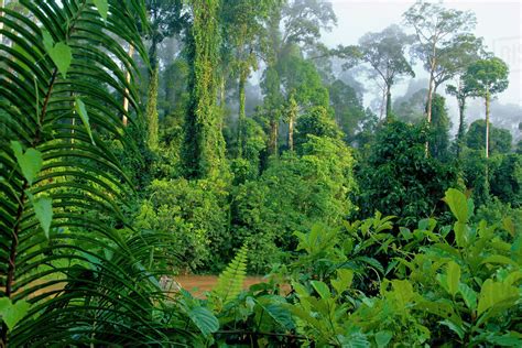 Lowland Rainforest Danum Valley Sabah Borneo Stock Photo Dissolve