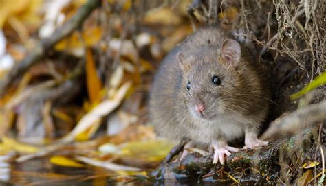 Brown Rat Peoples Trust For Endangered Species