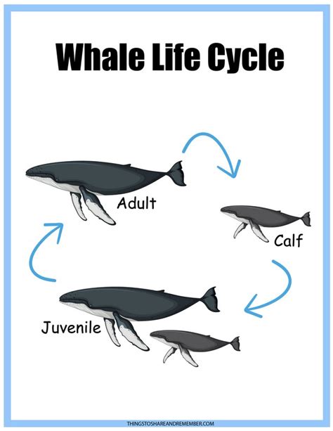 Killer Whale Life Cycle