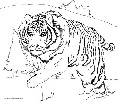 Siberian Tiger Coloring Page