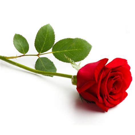 Single Red Rose Myflowertree