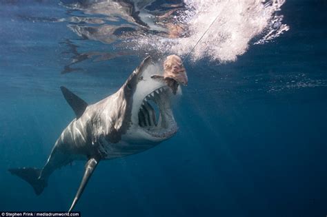 florida diver stephen frink may have found the world s largest great white shark daily mail online