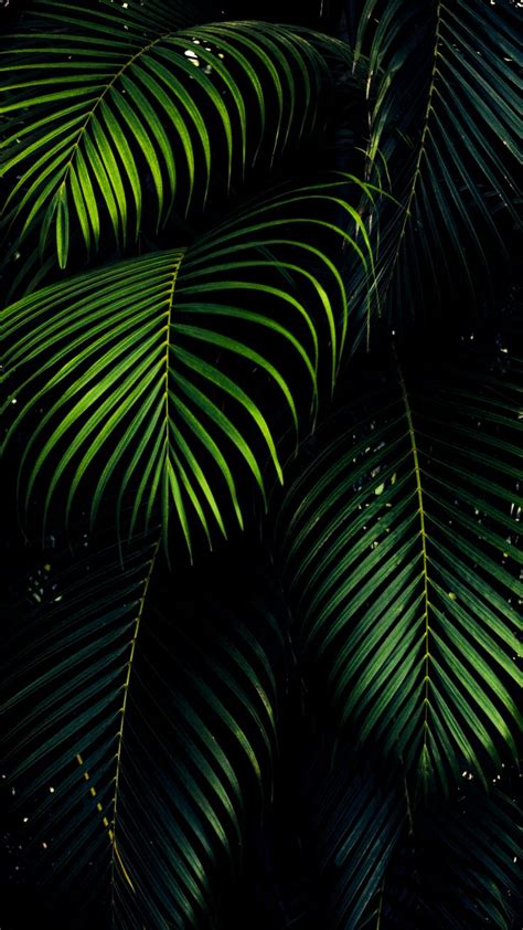 Pin By Ranjeet On Best Hd Wallpapers Iphone Wallpaper Green