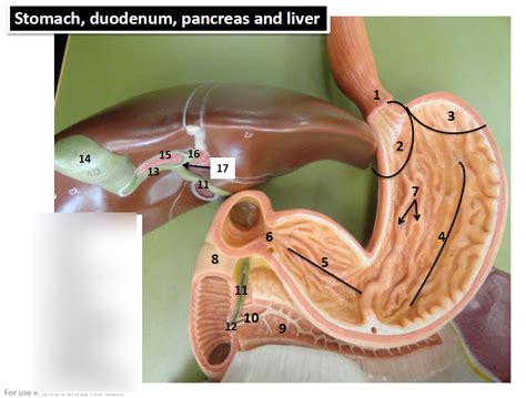 Stomach Duodenum Pancreas And Liver Diagram Quizlet