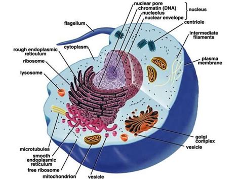 Using the information in question 2, which cell organelle controls the activities of the entire cell? looking inside the cell flashcards at Concordia Lutheran ...