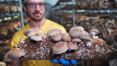 Ellijay Mushrooms Georgia Grown Georgia Organics Youtube