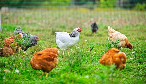 4 Pastured Poultry Problems—and How To Avoid Them Hobby Farms