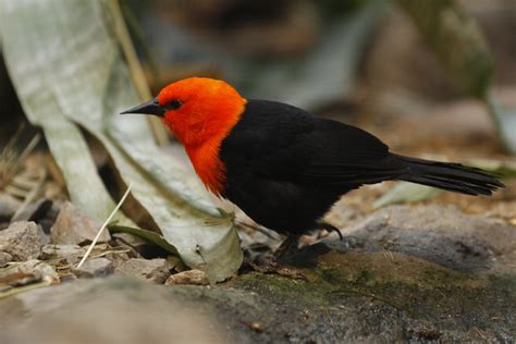 Scarlet Headed Blackbird Amblyramphus Holosericeus Zoochat