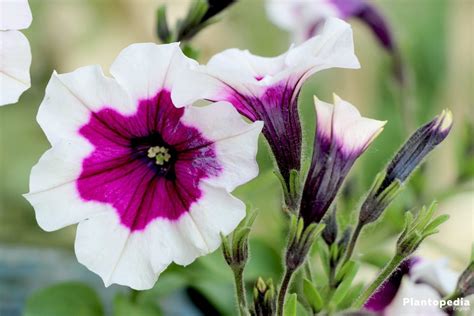 Petunia Flowers How To Plant Grow And Care From Seeds Plantopedia