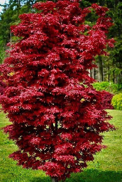 There is not much you can do to prevent damage from these south winds during acer palmatum 'bloodgood' height 15′ width 12′ this is one of the most popular japanese maples and deservedly so. Twomblys Red Sentinel Japanese Maple #JapaneseGardening ...
