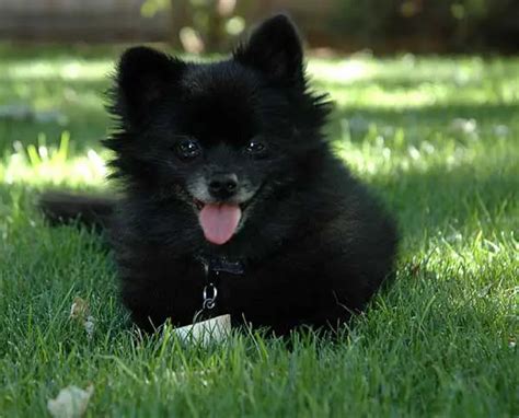 A Detailed Overview Of The Black Pomeranian A Spectacular