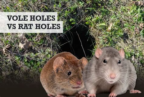 Vole Vs Rat Holes What The Differences Are W Photos