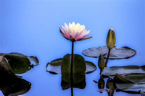 Photo Water Lilies Flower Beautiful Flower Free Pictures On Fonwall