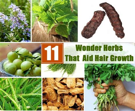 11 Wonder Herbs That Aid Hair Growth Herbs For Hair Hair Loss Remedies Herbs