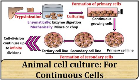 This guide contains general technical information for working with animal cells in culture, including media, subculturing atcc cell lines and hybridomas are shipped frozen on dry ice in cryopreservation vials or as growing. What is Animal cell culture? Definition, Types & Process ...