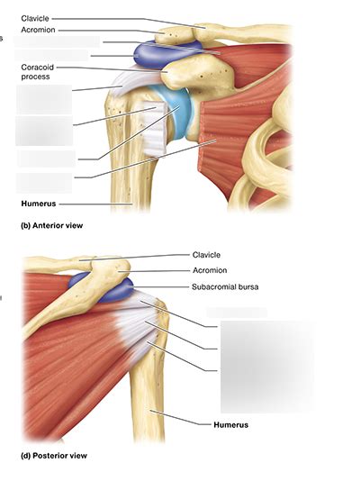 Figure 815 Anatomical Structure Of The Shoulder Joint Diagram Quizlet