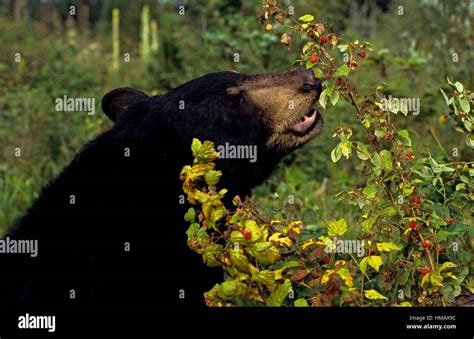 Black Bear Ursus Americanus Eating Berries Captive Raised Columbia
