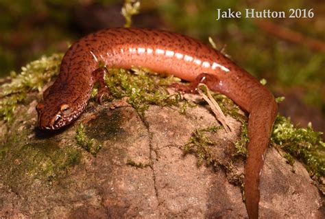 Gyrinophilus Porphyriticus Northern Spring Salamander Nort Flickr
