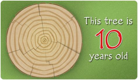 Did You Know That You Can Tell The Age Of A Tree By It S Rings