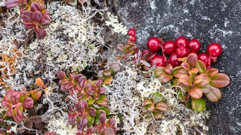 Bearberry Lichens Bing Wallpaper Download