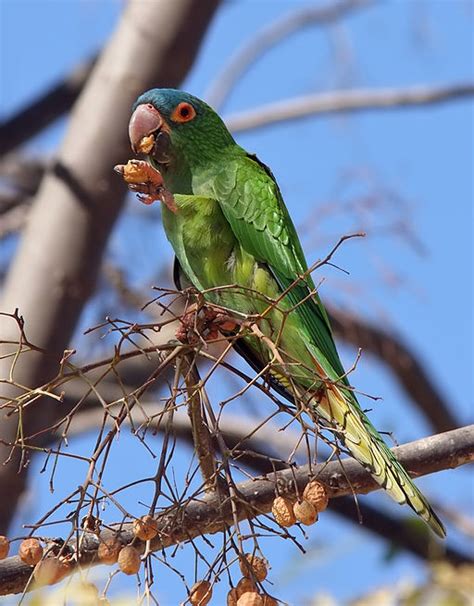 Parrot Encyclopedia Blue Crowned Conure World Parrot Trust