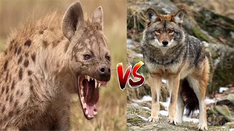 Animal Face Off Battle Hyena Vs Coyote Youtube