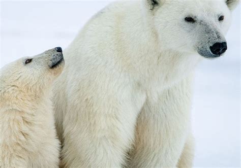 Arctic Cruises Luxury Arctic Cruises And Tours Abercrombie And Kent