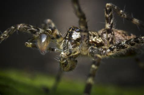 Macro Wolf Spider Stock Photo Image Of Eight Eyes Arachnid 72310054