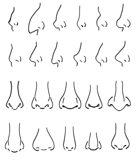 Types Of Noses Drawing at PaintingValley.com | Explore collection of gambar png