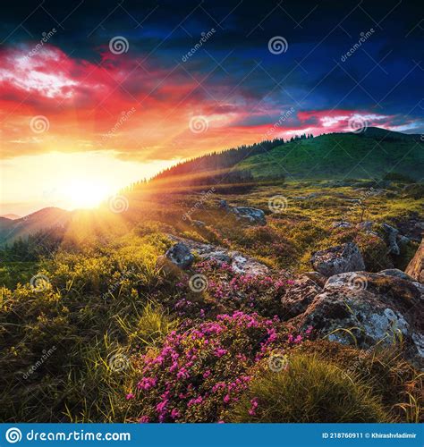 Wonderful Mountains Sunrise Landscape With Blooming Rhododendron